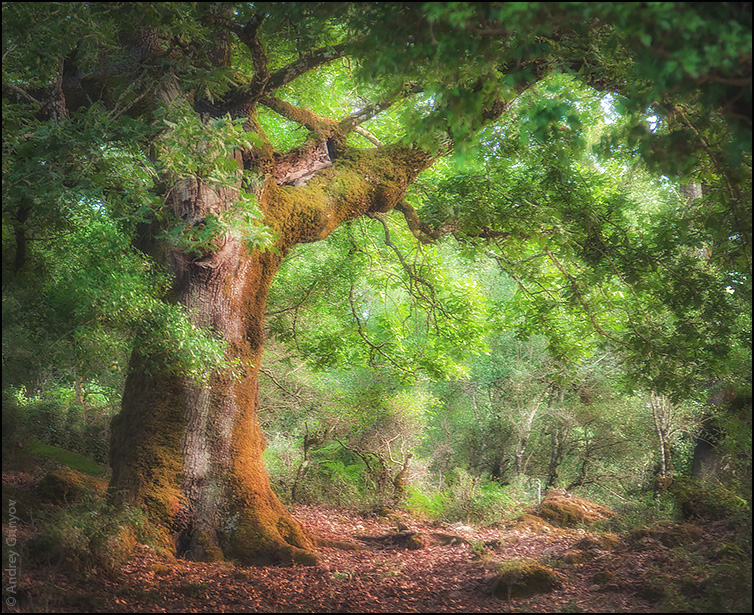 photo "..." tags: landscape, nature, travel, forest, summer, tree