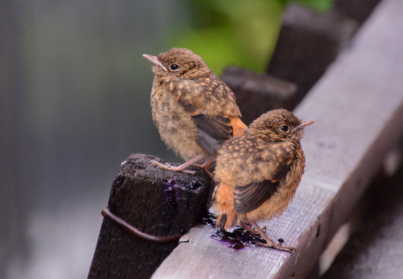 photo "***" tags: nature, wild animals, Сибирская горихвостка, Хабаровск, тайфун Чан-Хом