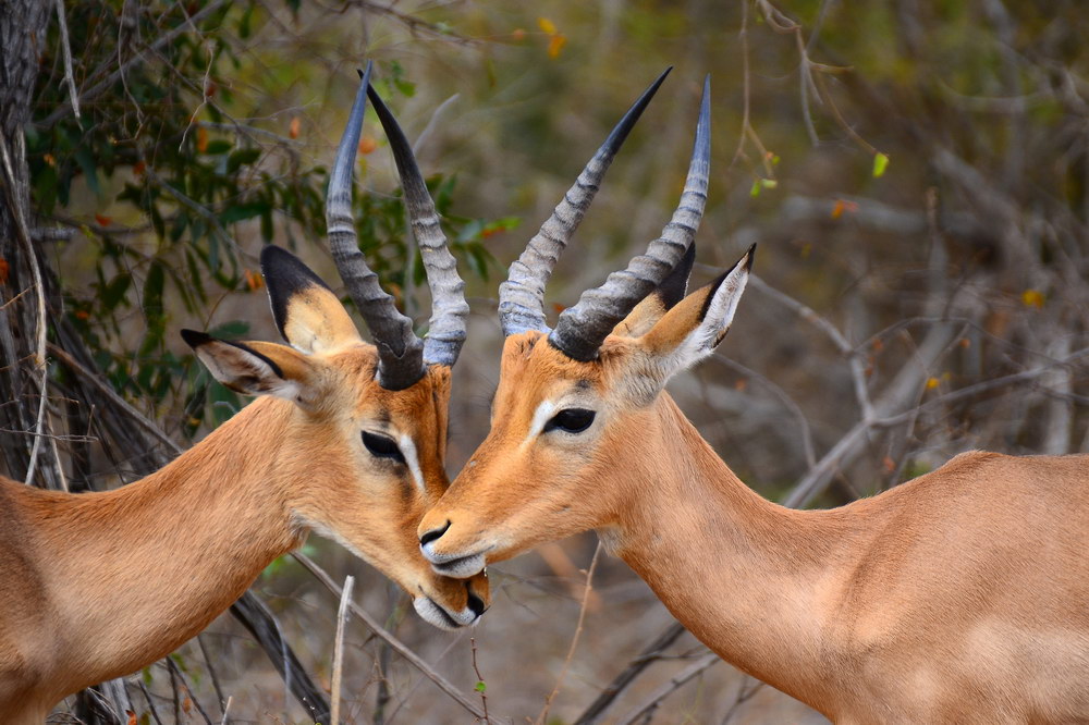 photo "Kruger National Park" tags: nature, travel, Africa, forest, wild animals, winter