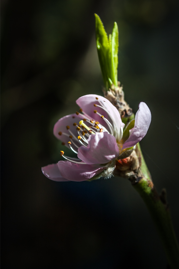 photo "***" tags: nature, 