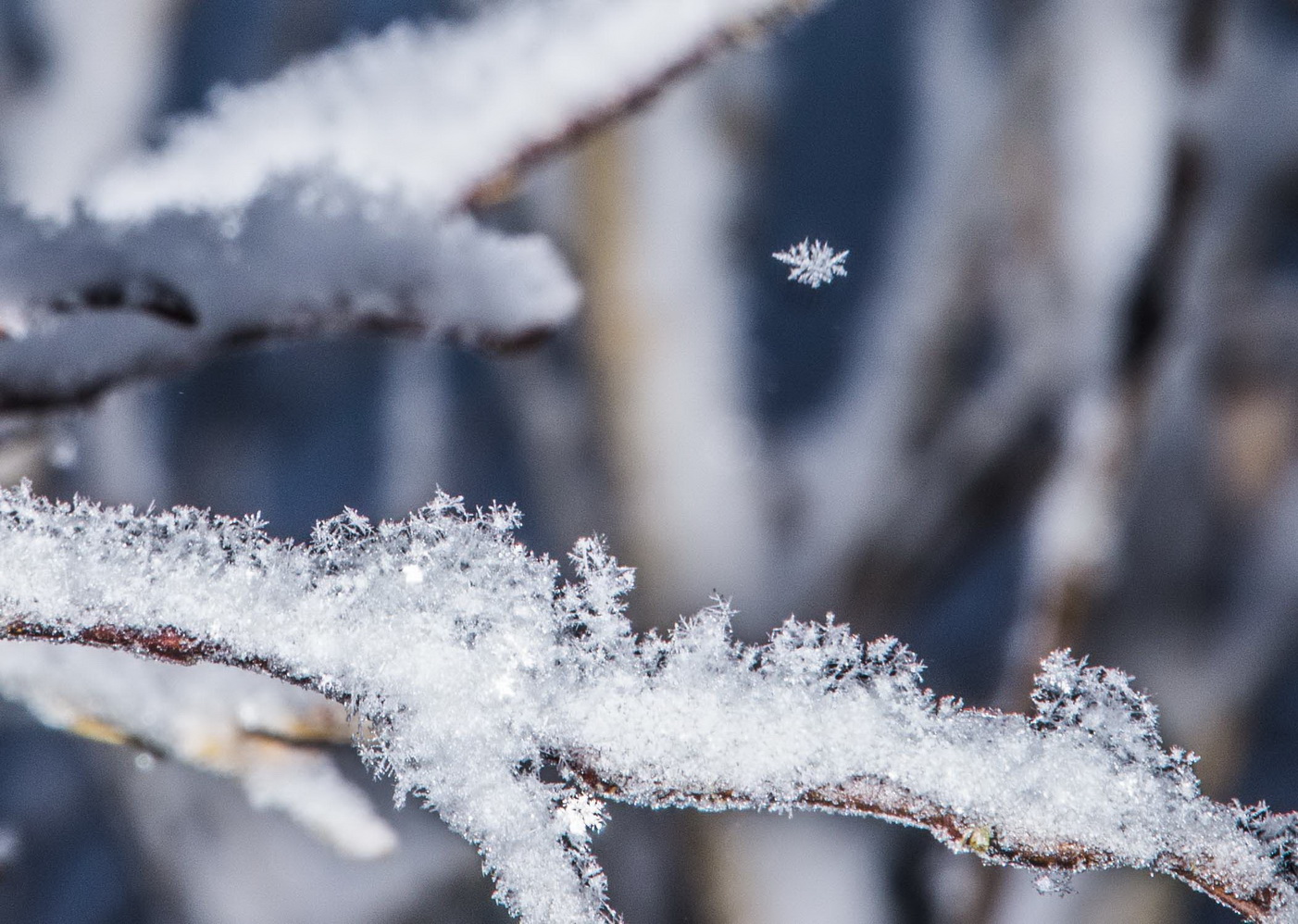 photo "Снежинковость" tags: macro and close-up, nature, 