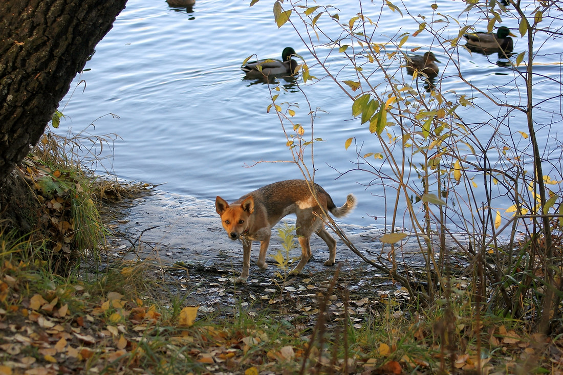 photo "That's my prey!" tags: nature, autumn