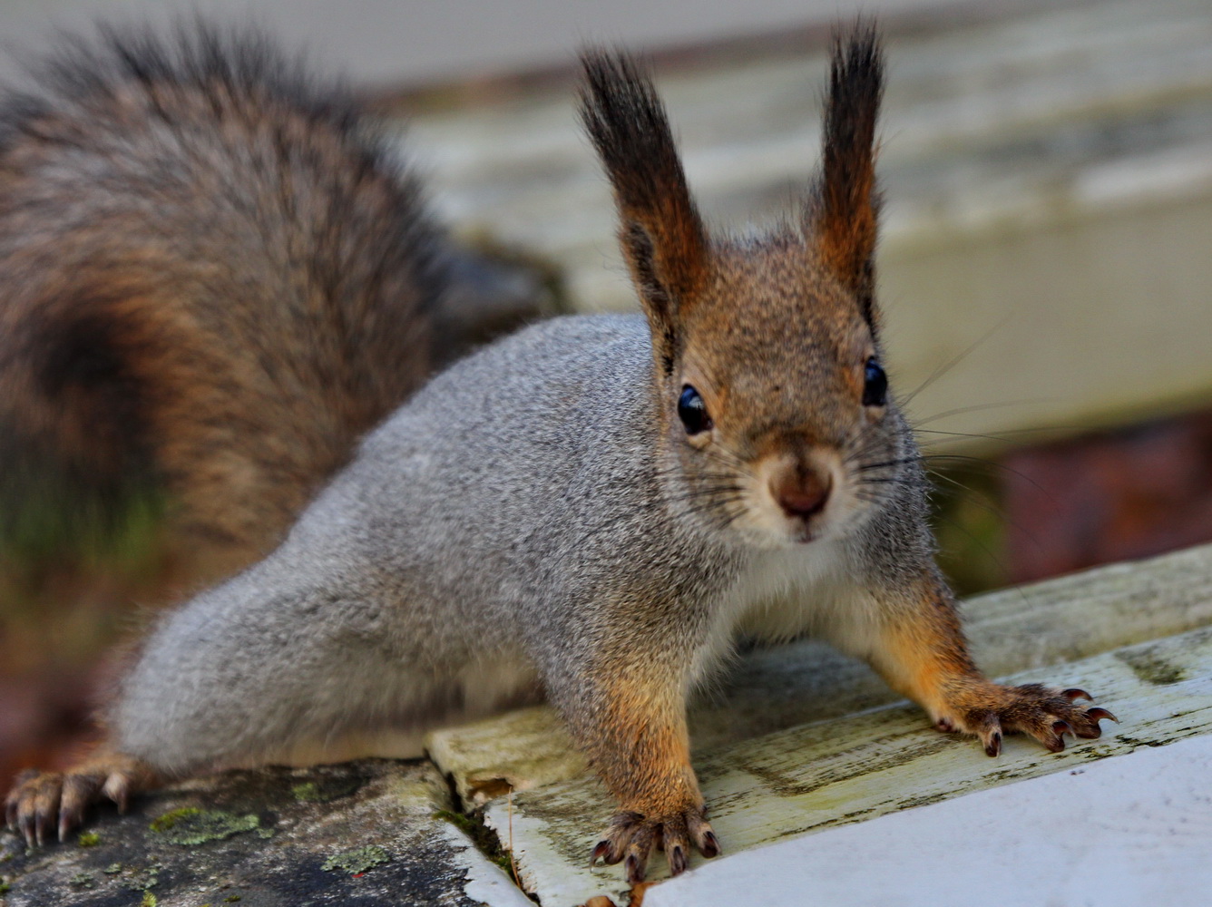 photo "***" tags: nature, misc., park, squirrel, животные