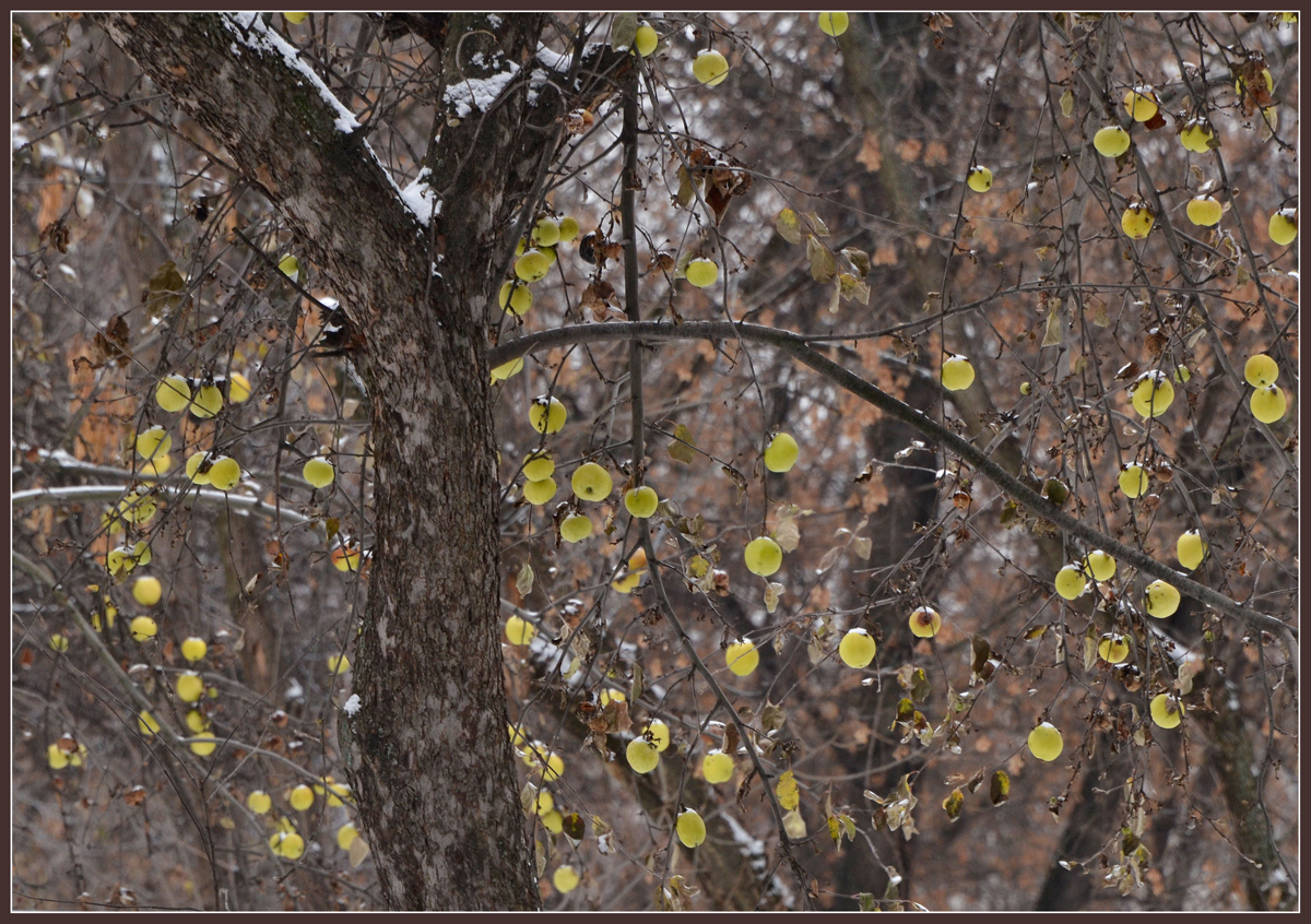 photo "***" tags: nature, snow, winter, сад, яблоки