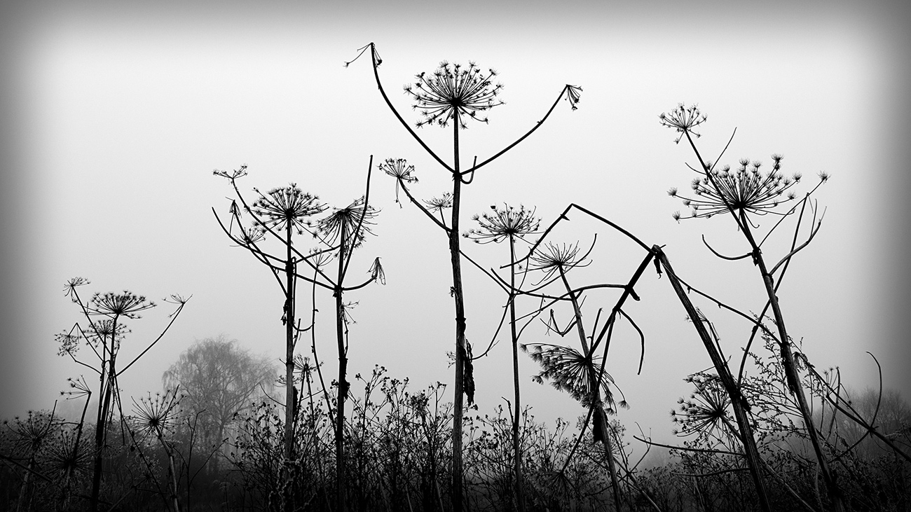 photo "***" tags: nature, black&white, 