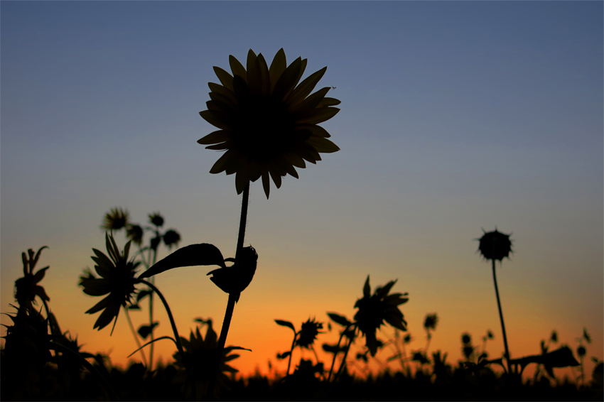 photo "Zemun" tags: nature, abstract, Europe, autumn, flowers, sunset