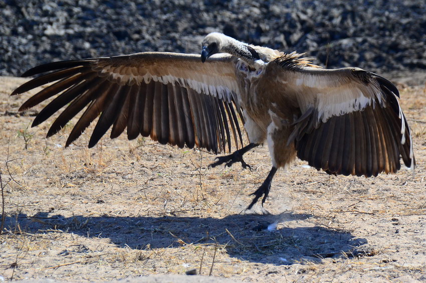 photo "Kruger National Park" tags: travel, nature, Africa, wild animals, winter