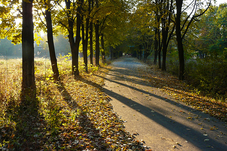 фото "Long shadows" метки: пейзаж, forest, trees, закат