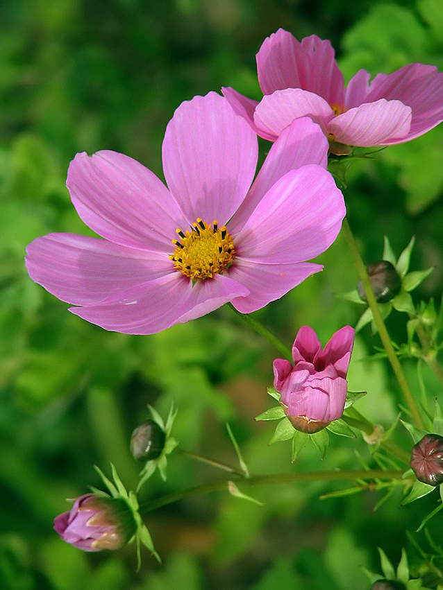 photo "***" tags: macro and close-up, nature, flowers