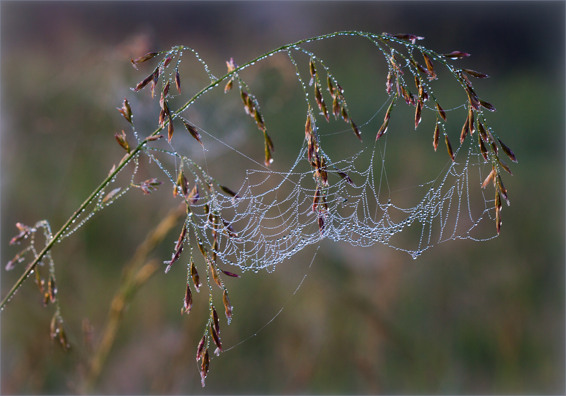 photo "***" tags: nature, macro and close-up, 