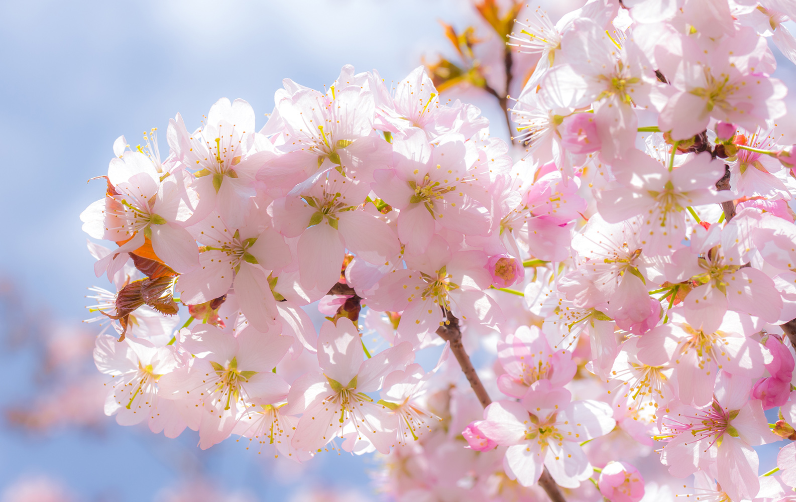 photo "Sakura" tags: nature, macro and close-up, city, сакура