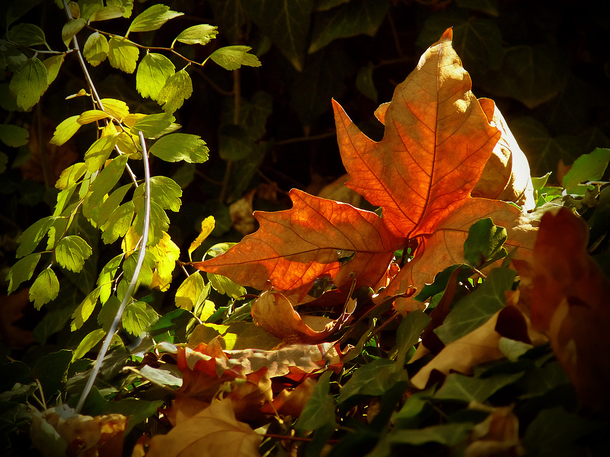 photo "***" tags: nature, macro and close-up, 