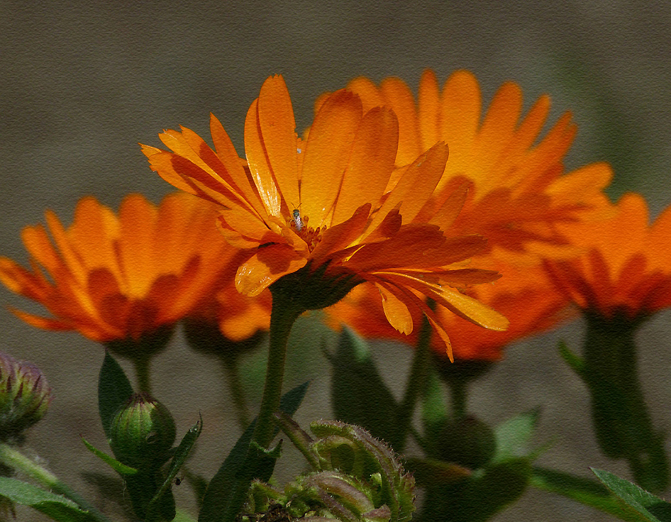 photo "***" tags: nature, flowers