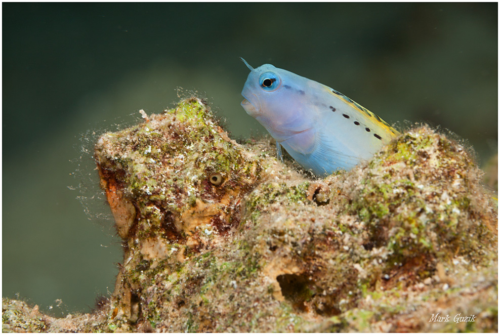 photo "Hello, I'm Nim!" tags: underwater, 