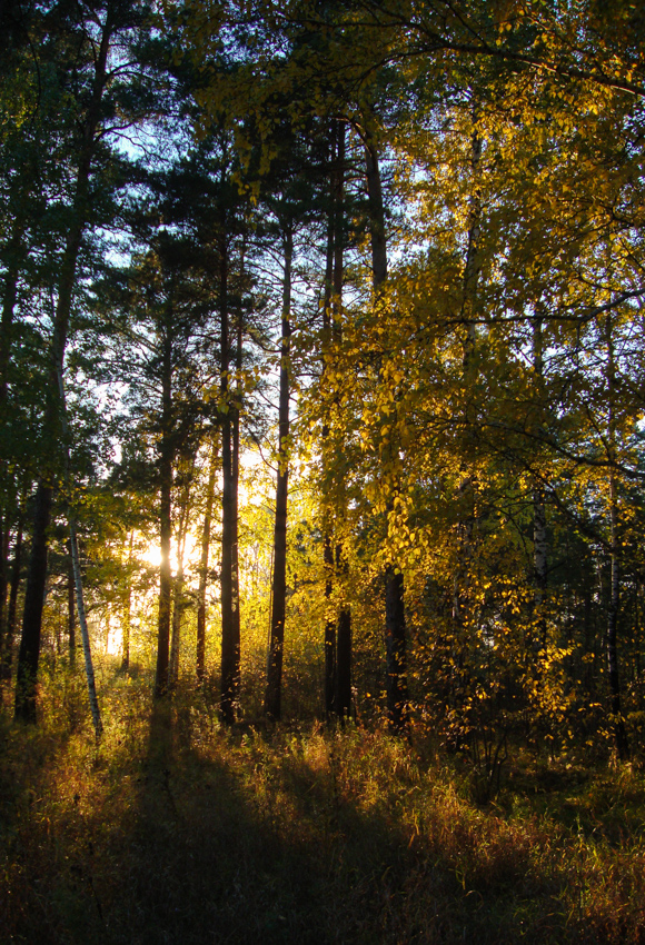 photo "evening rays" tags: , autumn, forest, sunset, листья