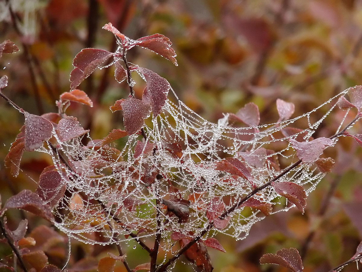 photo "***" tags: nature, winter