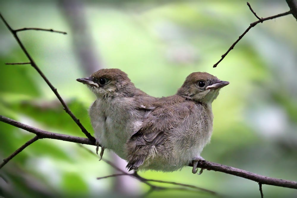 photo "Two-headed nestling" tags: nature, humor, 