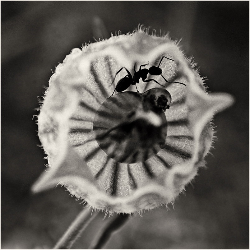 photo "муравей" tags: macro and close-up, 