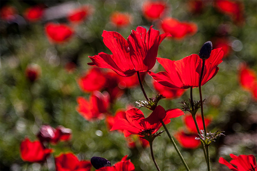 фото "***" метки: природа, 