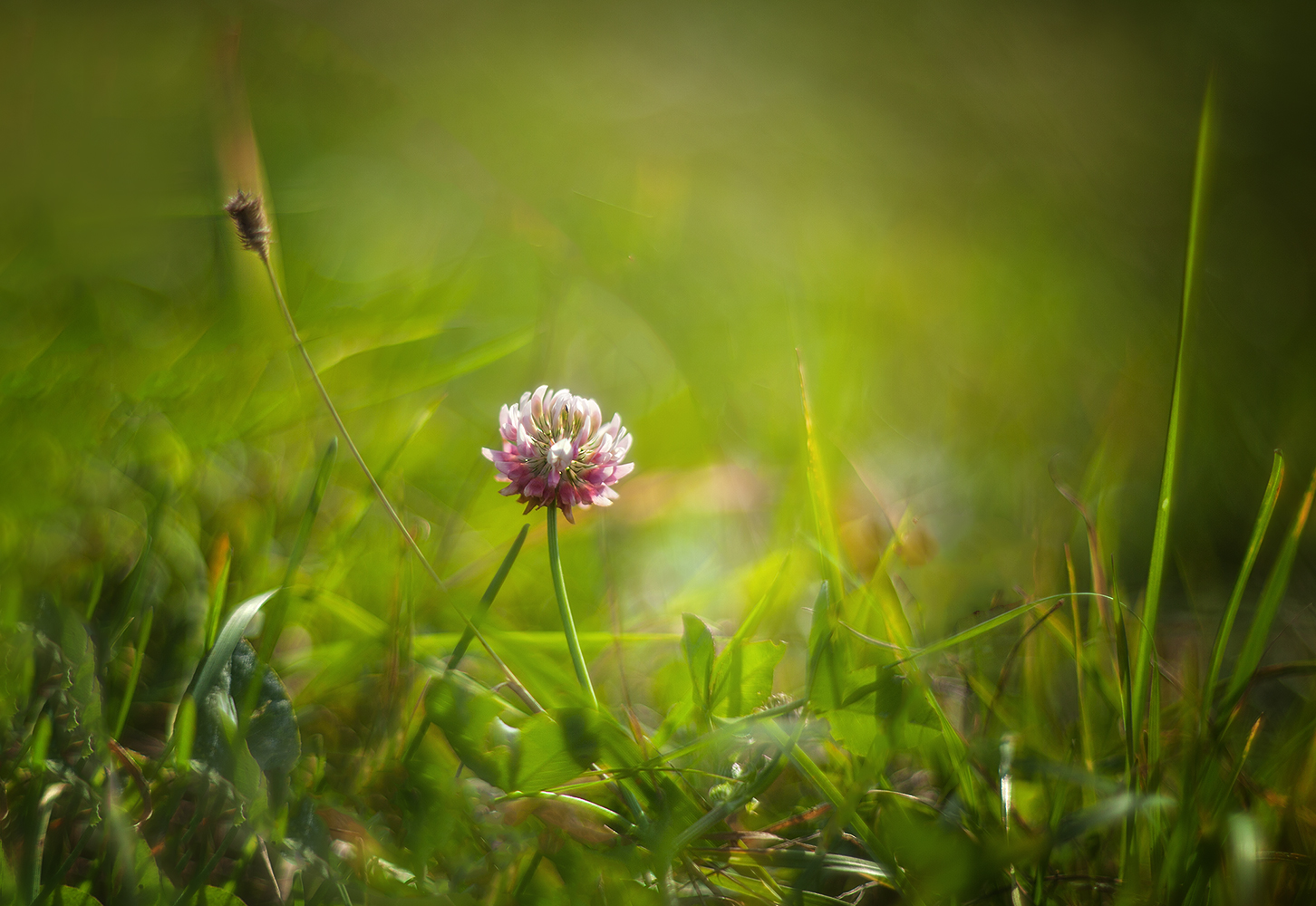 photo "***" tags: nature, macro and close-up, 