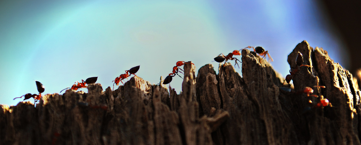 photo "муравьи" tags: macro and close-up, 