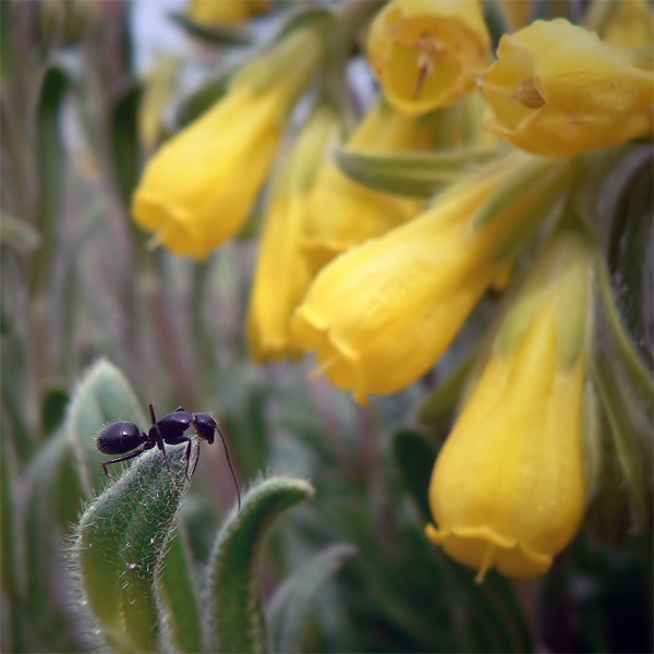 photo "муравей" tags: macro and close-up, 