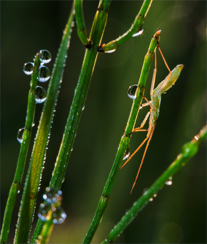 photo "***" tags: macro and close-up, 