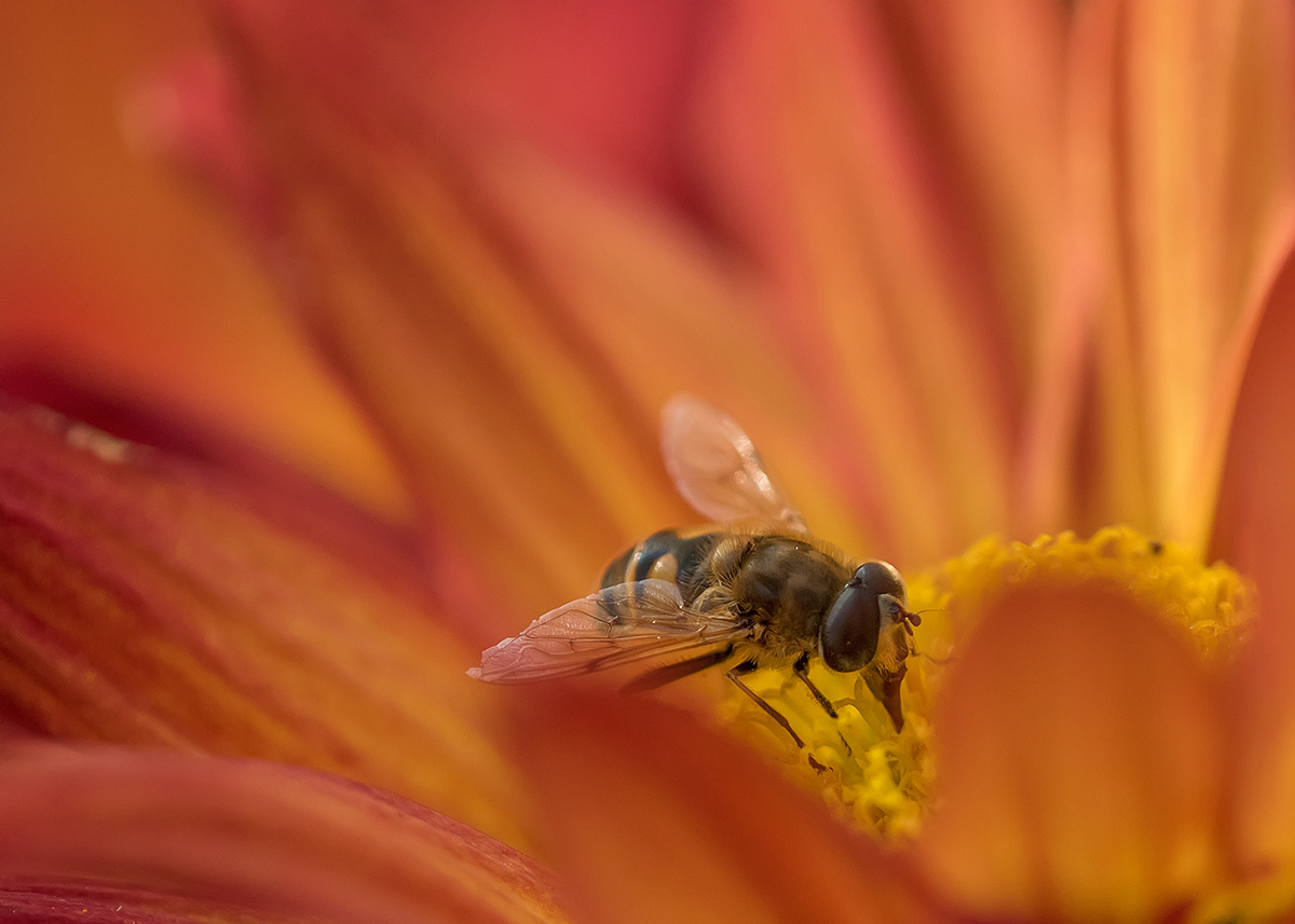 photo "***" tags: macro and close-up, 