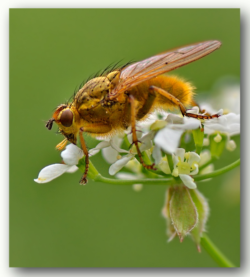 photo "***" tags: macro and close-up, 