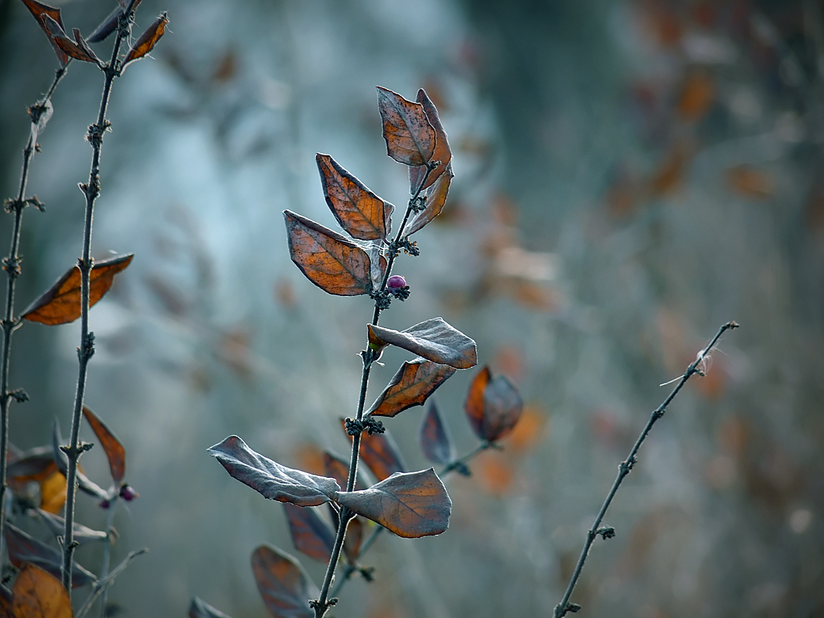 photo "***" tags: nature, flowers