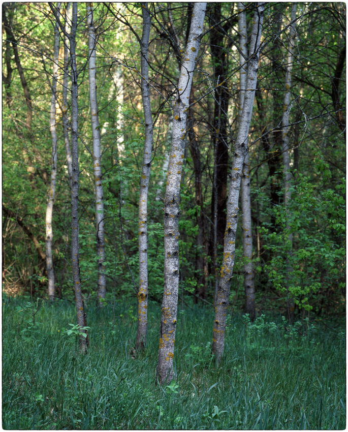 photo "***" tags: nature, 120, 6x7, Kodak Ektachrome E100G, Mamiya RZ67