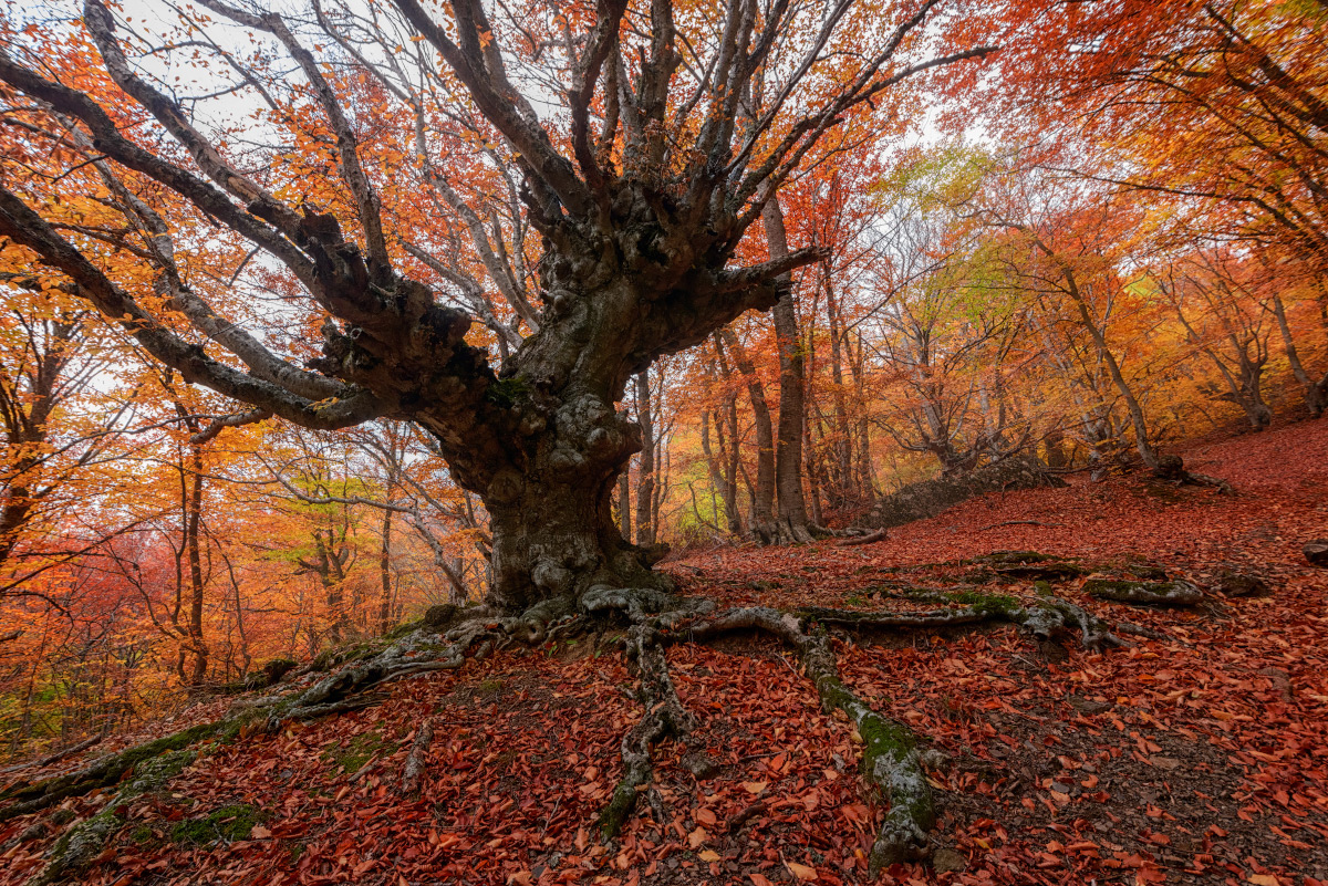 фото "Лес чудес" метки: пейзаж, природа, путешествия, Крым, Россия, демерджи, дерево, лес, осень