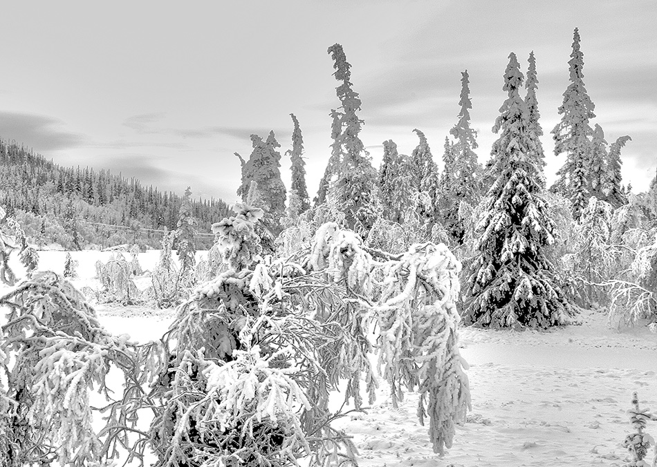 photo "Now on the day..." tags: landscape, forest, winter