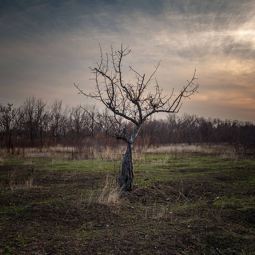 фото "Древо" метки: пейзаж, природа, вечное, дерево