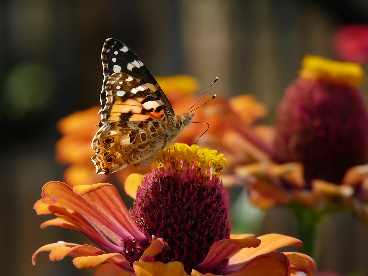 photo "***" tags: macro and close-up, insect