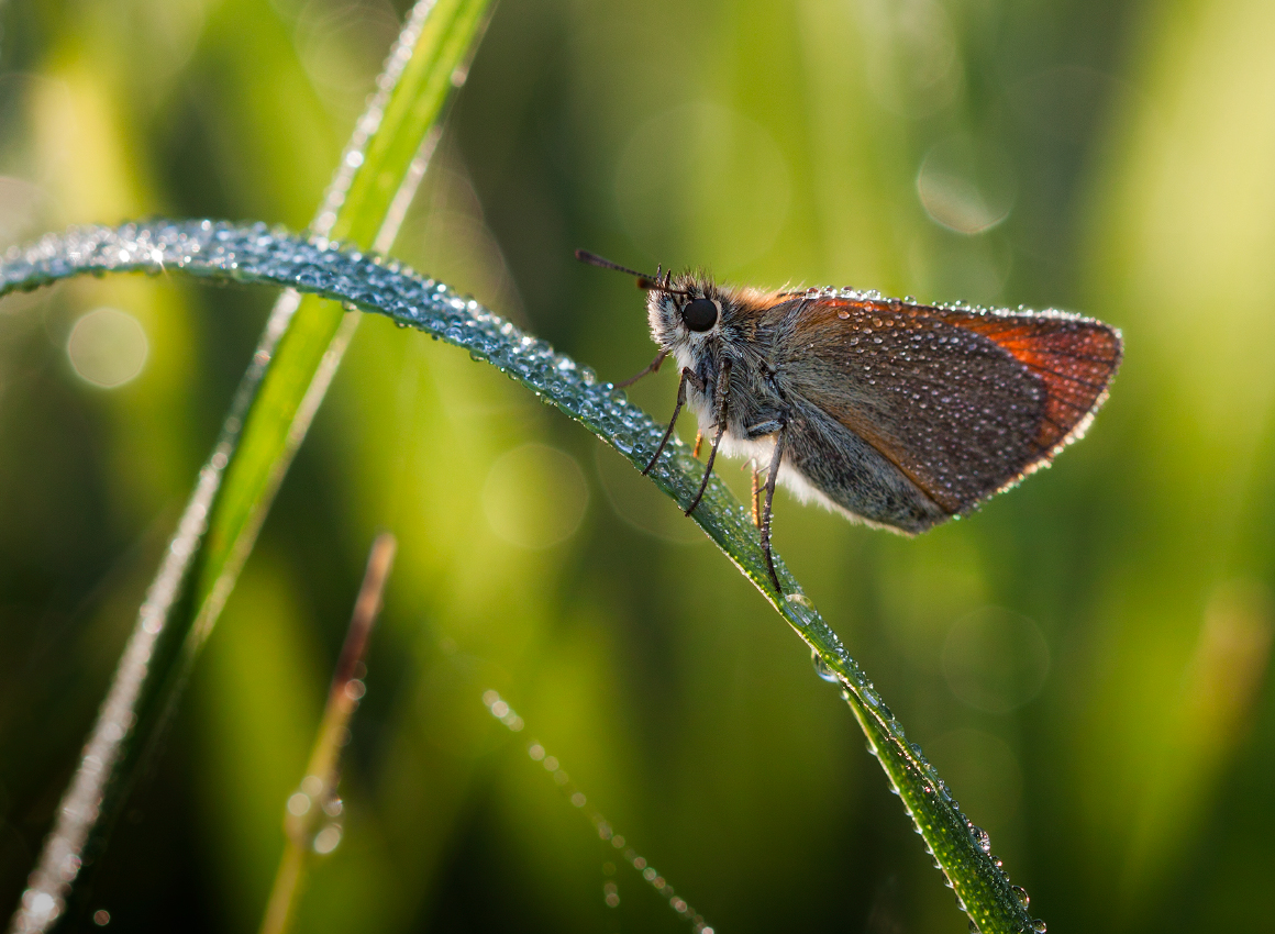 photo "***" tags: macro and close-up, 