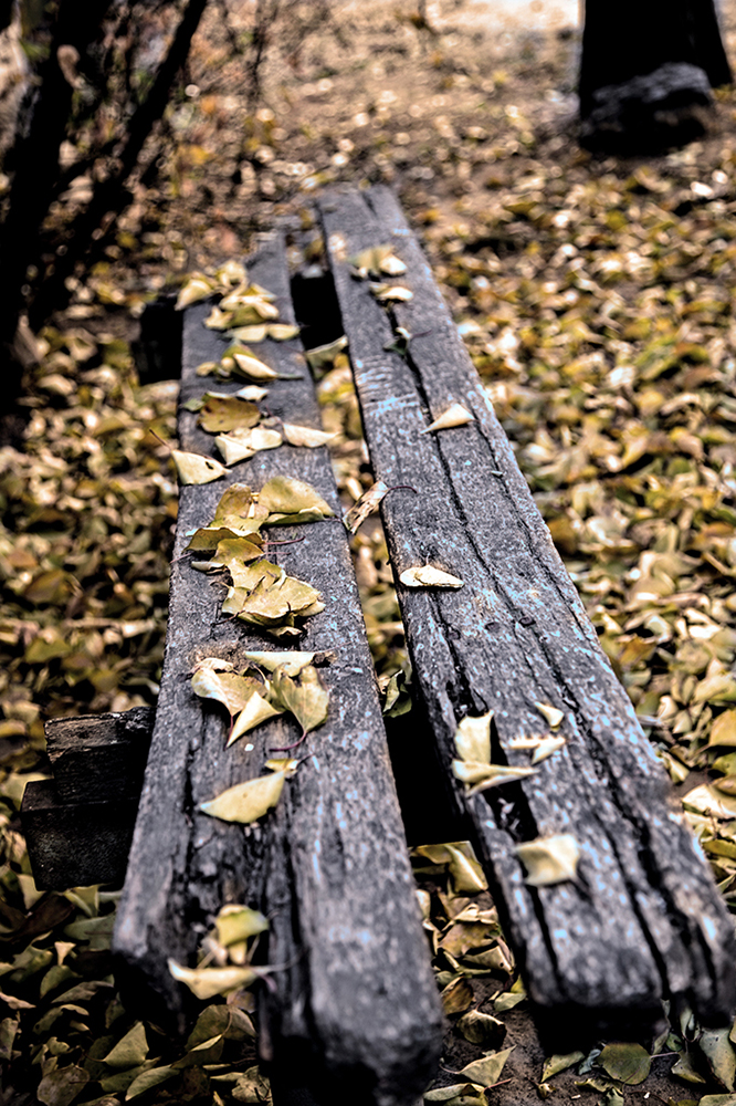 photo "***" tags: nature, still life, вещи, листья