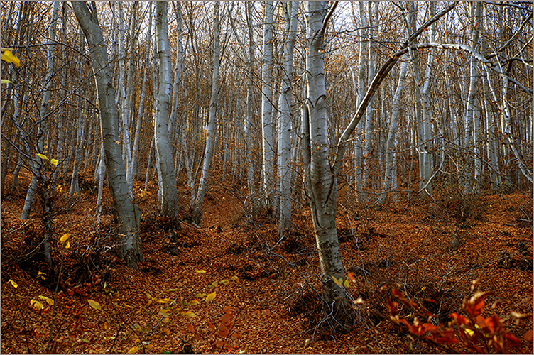 photo "Осень ковров" tags: nature, genre, landscape, 