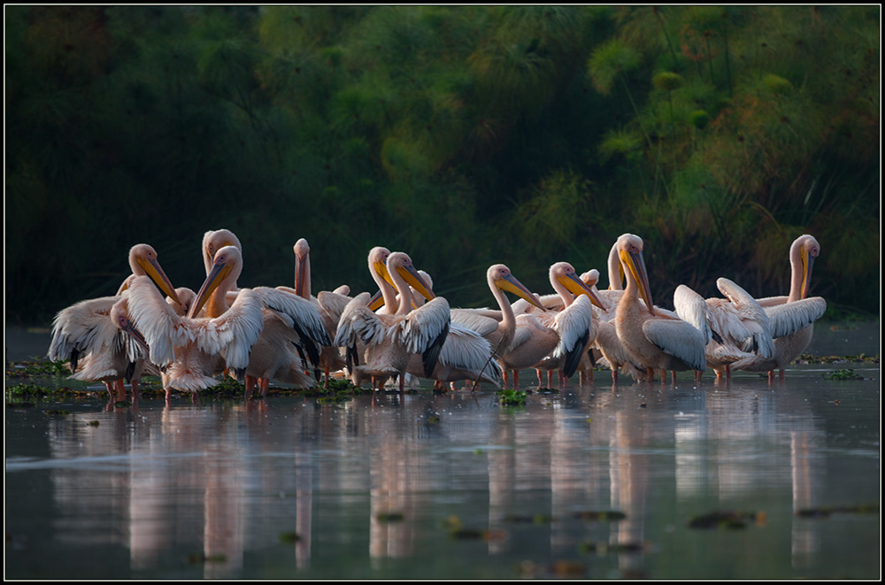 фото "Пеликания" метки: природа, путешествия, 