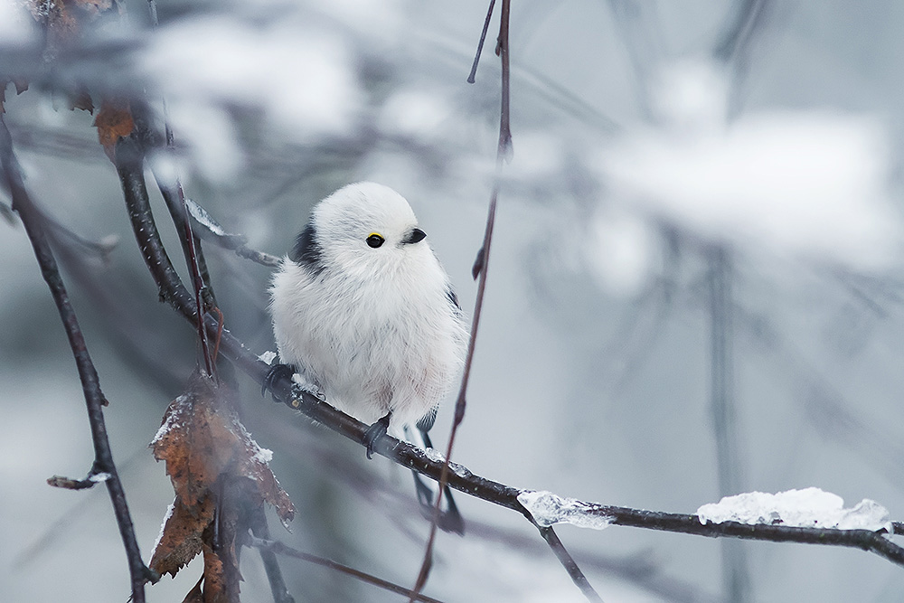 фото "зима.начало" метки: природа, 