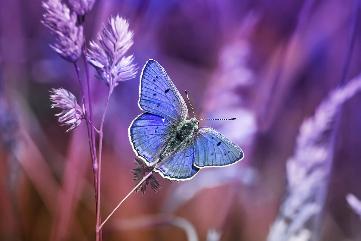 photo "***" tags: macro and close-up, nature, 