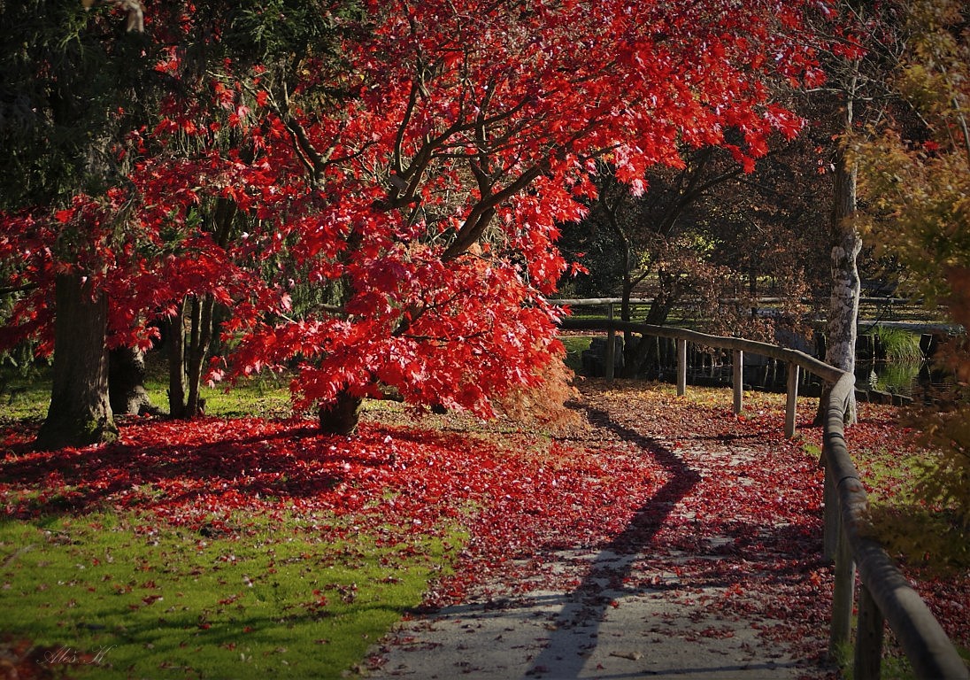 photo "Garden" tags: travel, nature, city, 