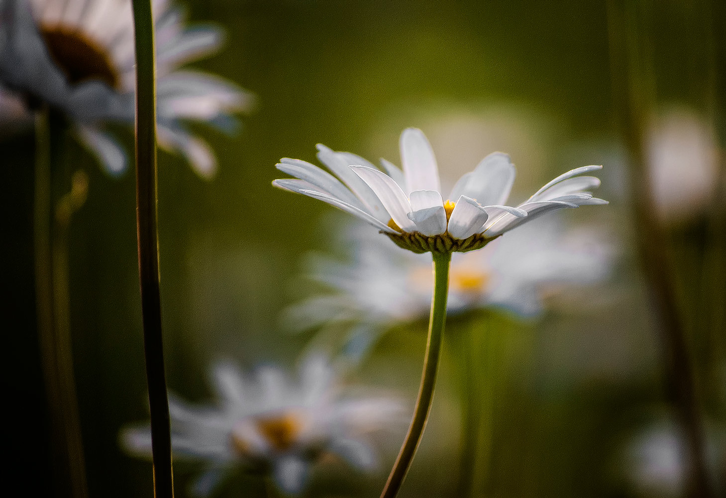 photo "ромашка" tags: macro and close-up, 
