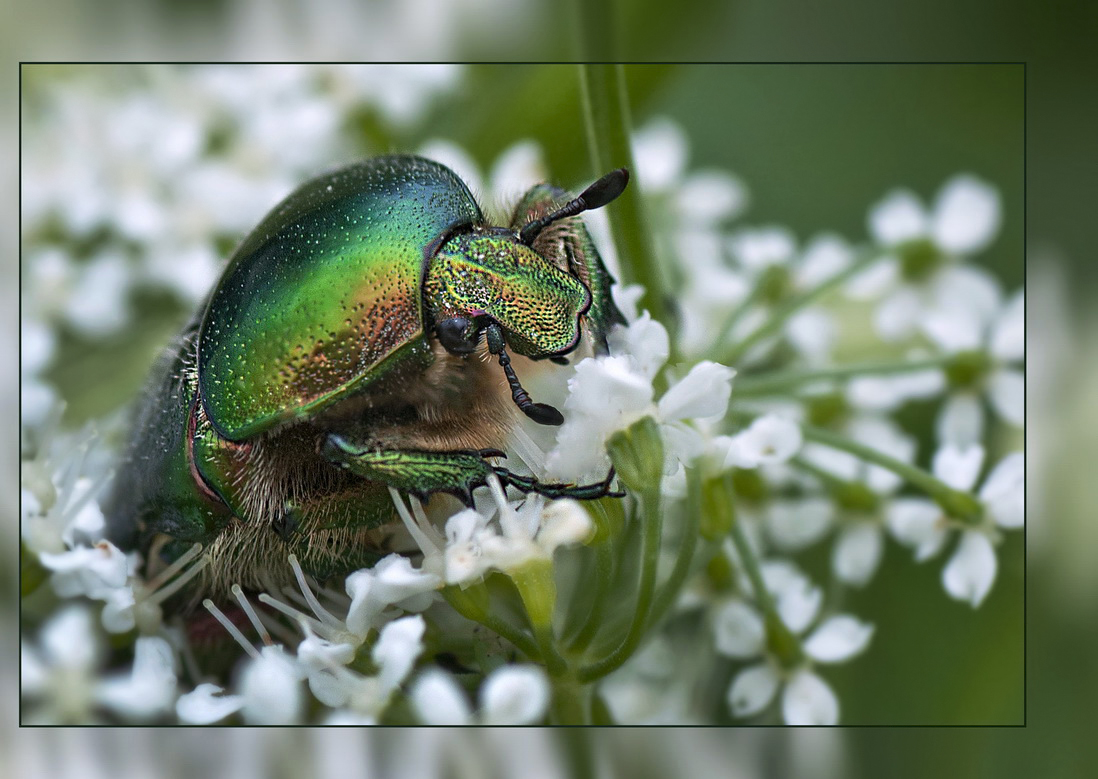 photo "***" tags: macro and close-up, 