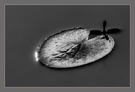 photo "Emotion" tags: black&white, lili, pond