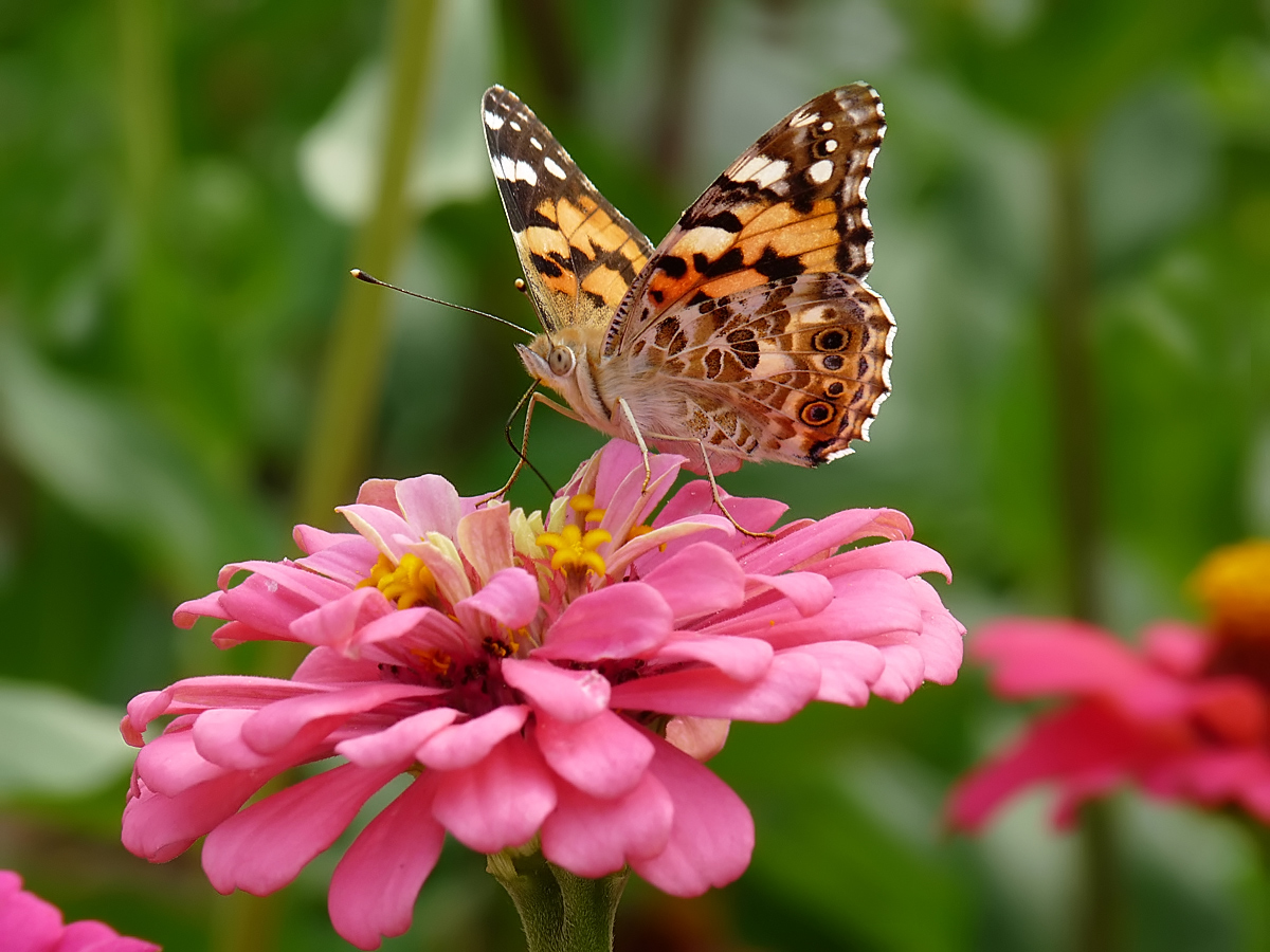 photo "***" tags: macro and close-up, insect