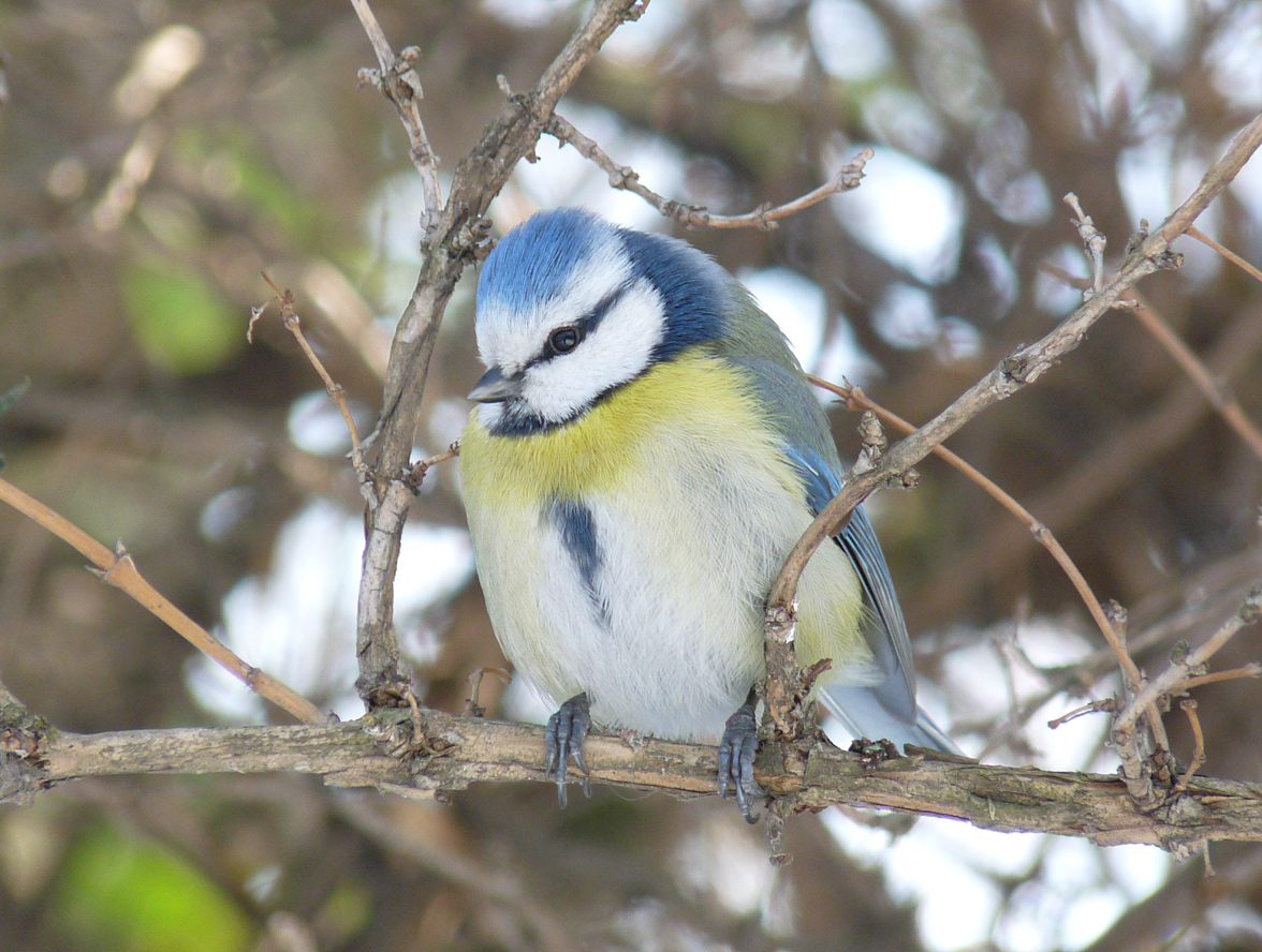 photo "***" tags: nature, wild animals