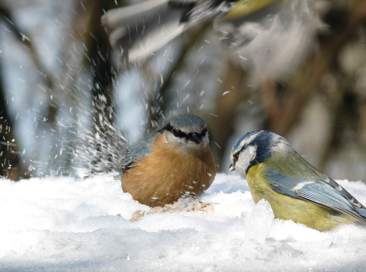 photo "***" tags: nature, wild animals