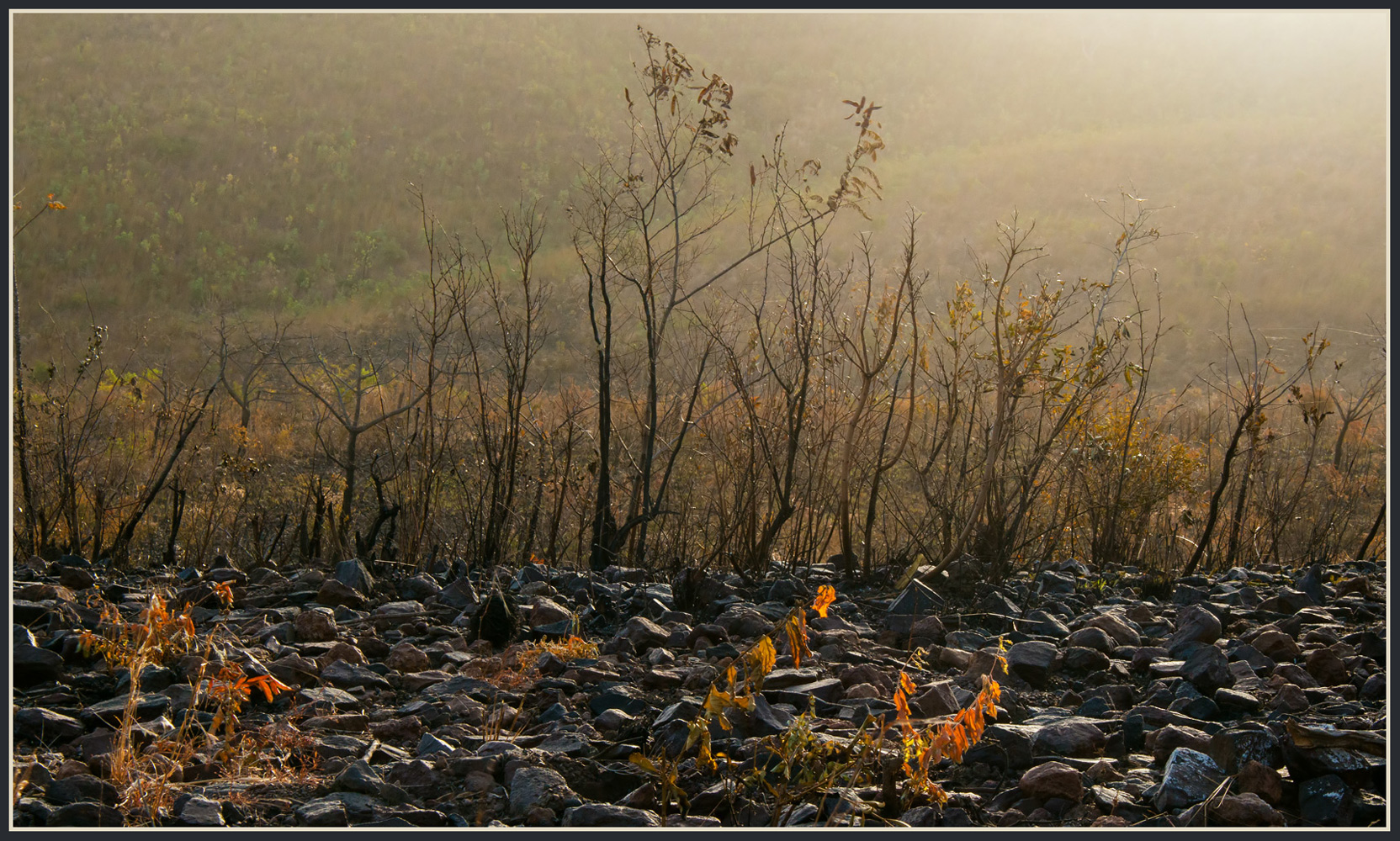photo "***" tags: nature, fragment, 