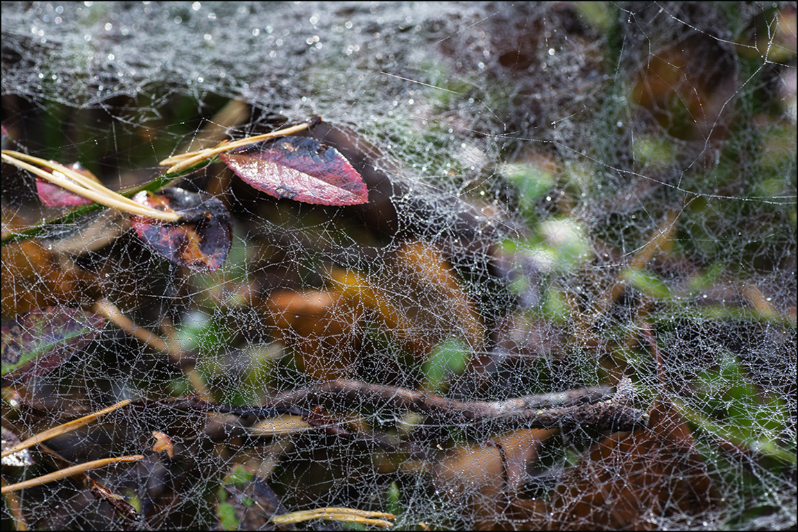 photo "Shroud" tags: nature, macro and close-up, 